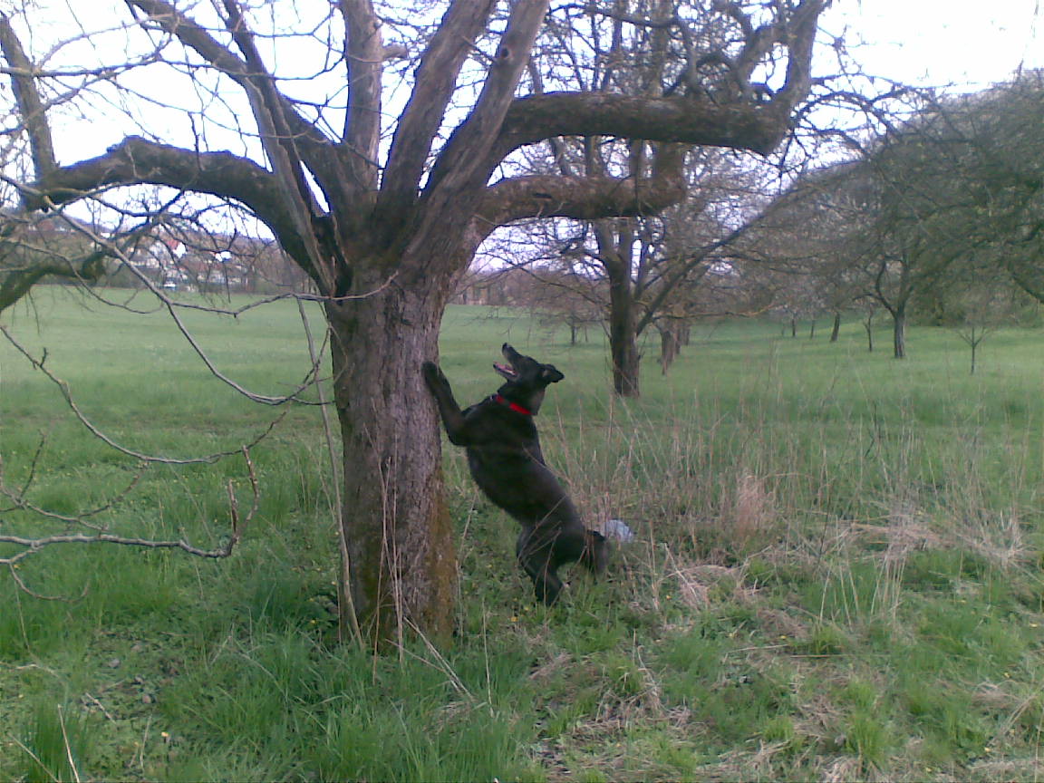 Oachkatzljagd1.jpg (1152 x 864)